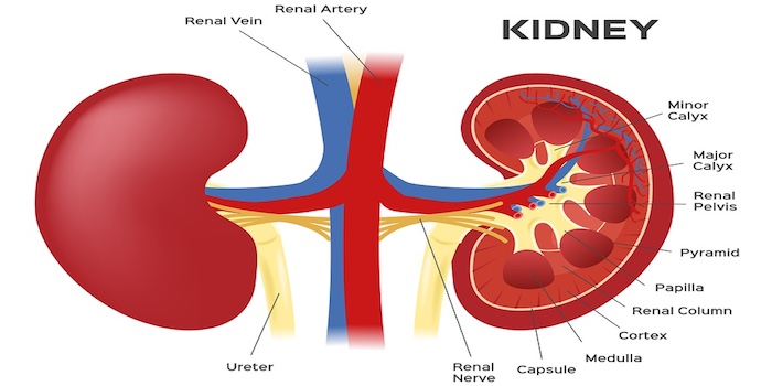 Kidney Patient Education: A Lost Art, or Just Rarely Seen? - Home ...