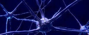 The Impact of CKD on Cognition: An Inside and Outside View