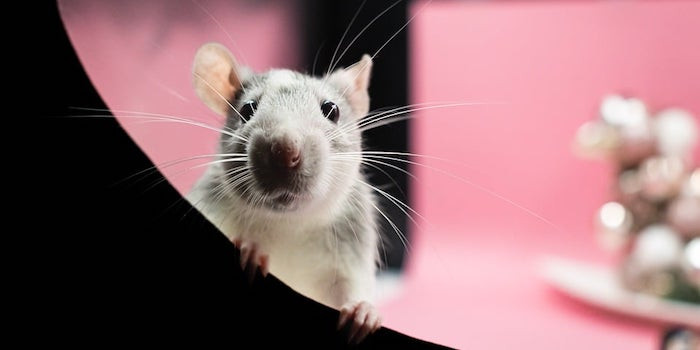 Have you ever had a rat that wanted to live alone? : r/RATS